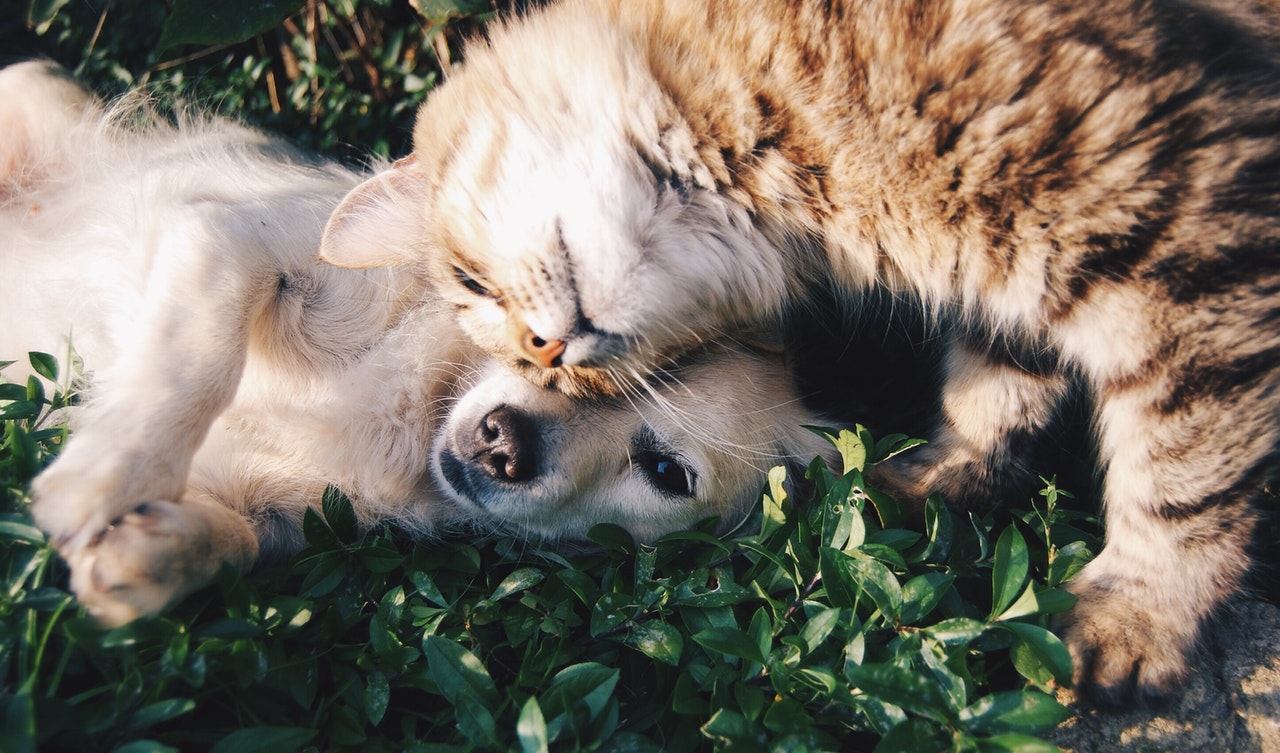 pet friendly rehab