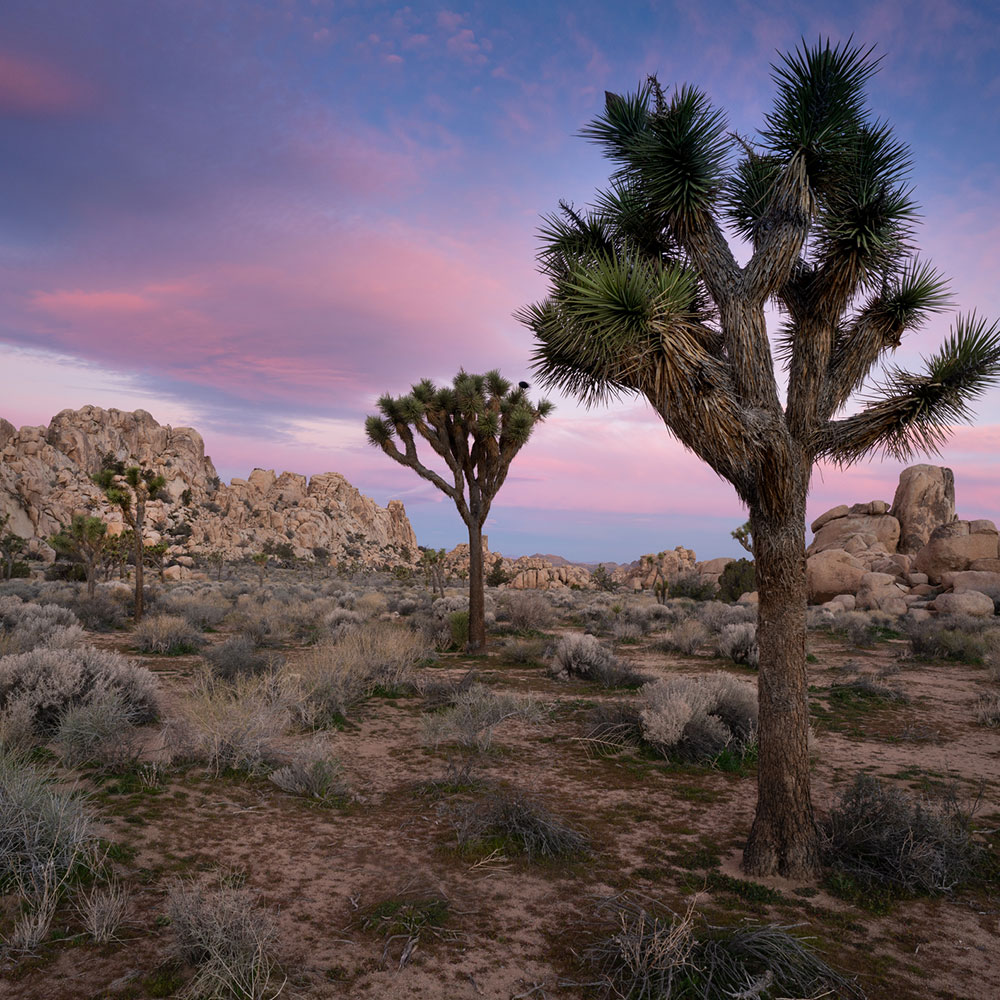 Desert Dawn during 2019 super bloom. Shot in Joshua Tree National Monument.